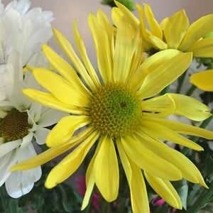 Meet your Posher, Brayden